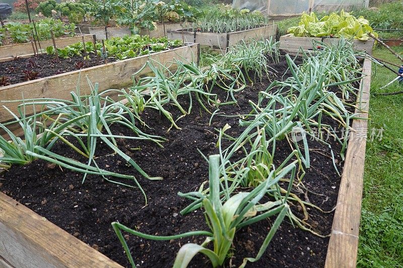 Cultivation and growth of Calçots in the organic family garden